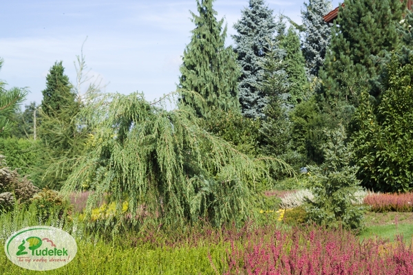 juniperus_communis_horstmann