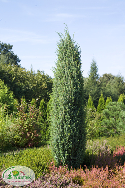 juniperus_communis_meyer