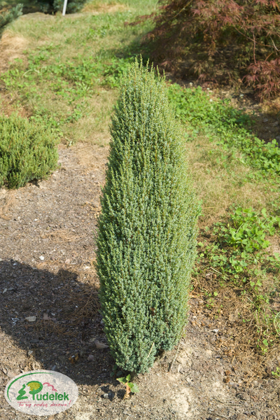 juniperus_communis_miniatur