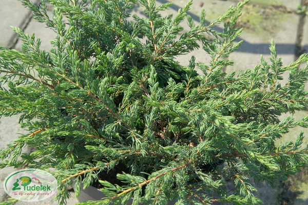 juniperus_communis_repanda
