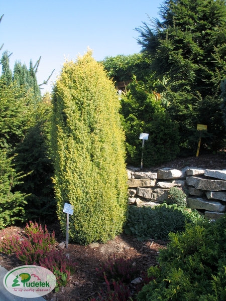 juniperus_communis_suecica_aurea
