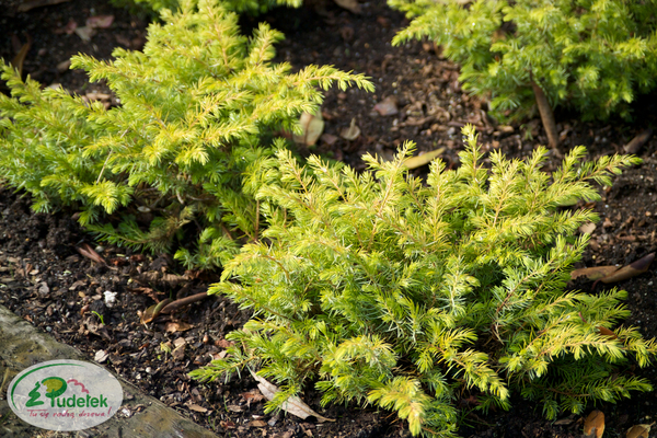 juniperus_conferta_allgold