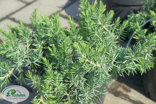 juniperus_conferta_blue_pacific