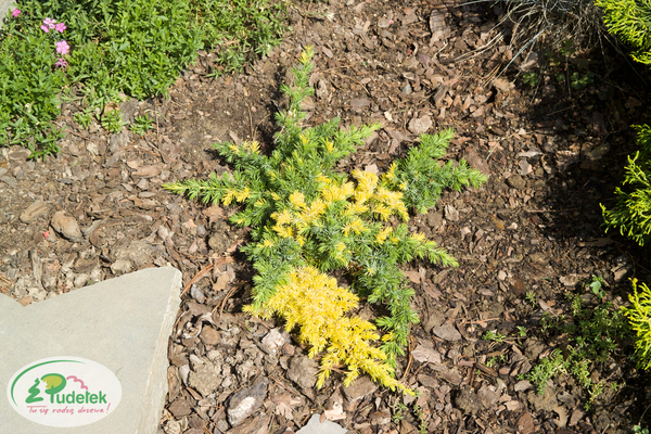 juniperus_conferta_golden_wings