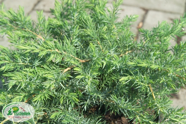 juniperus_conferta_schlager