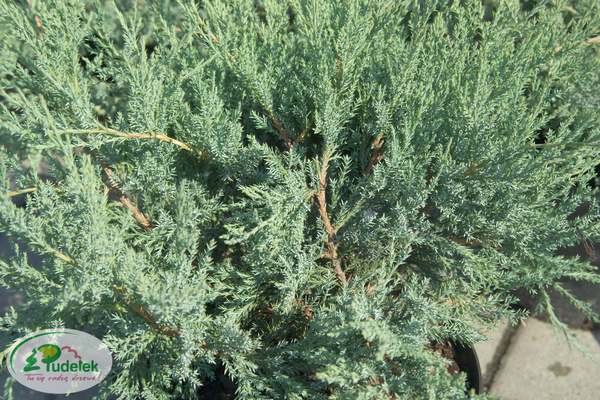 juniperus_horizontalis_agnieszka