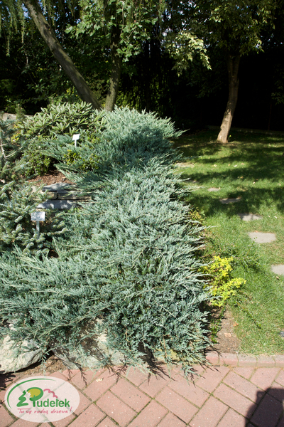 juniperus_horizontalis_bar_harbor