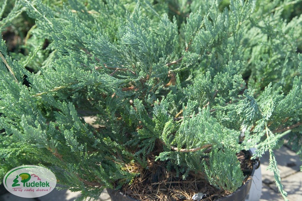 juniperus_horizontalis_blue_chip