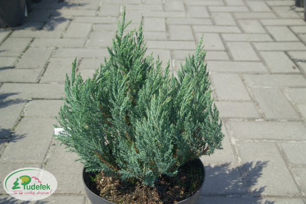 juniperus_horizontalis_blue_forest