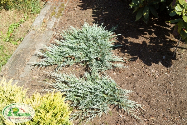 juniperus_horizontalis_glacier