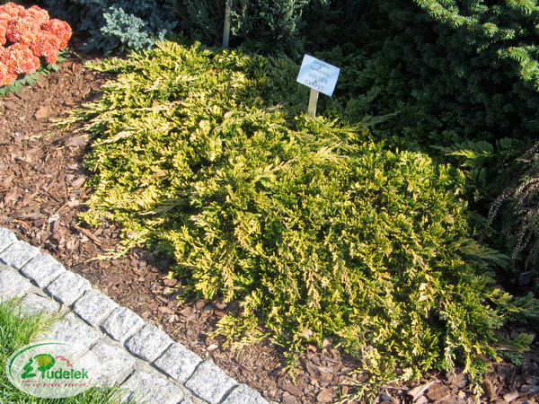 juniperus_horizontalis_golden_carpet
