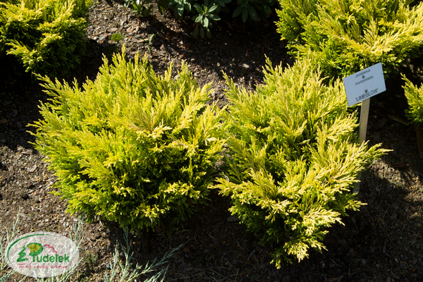 juniperus_horizontalis_limeglow