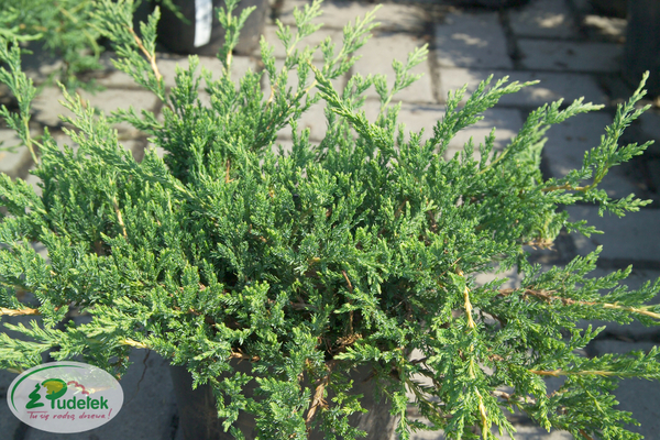 juniperus_horizontalis_prince_of_wales