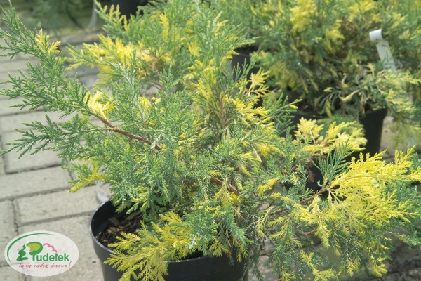 juniperus_pfitzeriana_blue_and_gold
