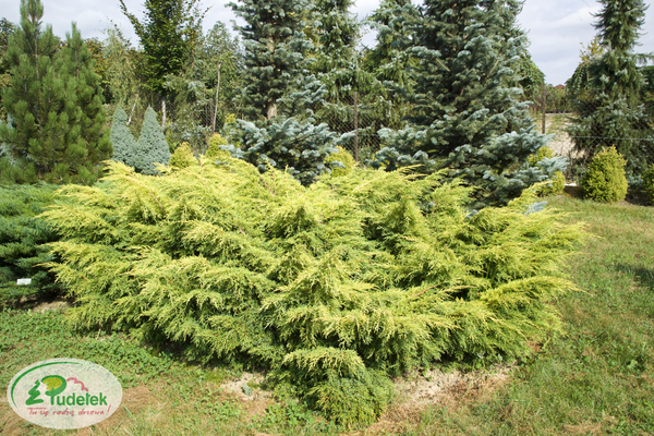 juniperus_pfitzeriana_dierks_goldpfitzer