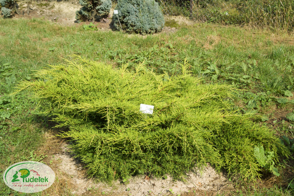 juniperus_pfitzeriana_gold_coast