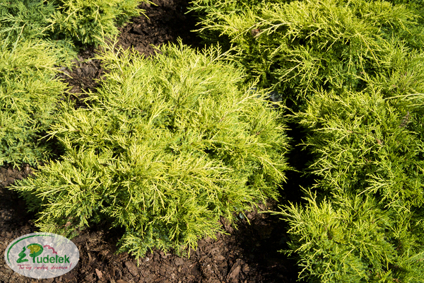 juniperus_pfitzeriana_golden_joy