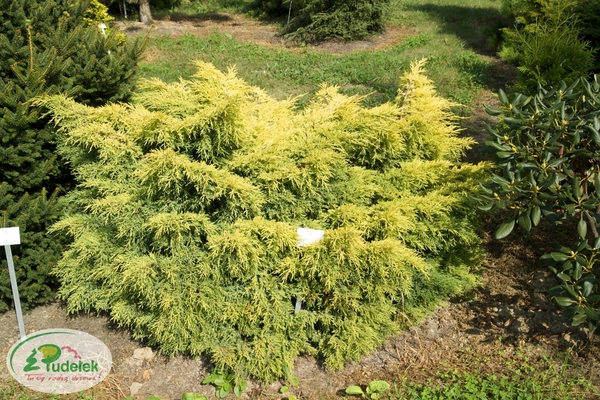 juniperus_pfitzeriana_golden_saucer