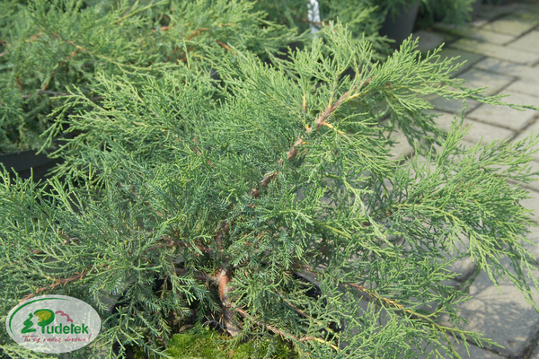juniperus_pfitzeriana_mathot