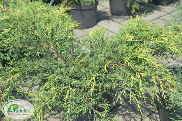 juniperus_pfitzeriana_mordigan_gold