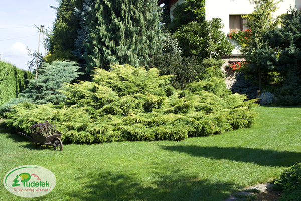 juniperus_pfitzeriana_pfitzeriana_aurea