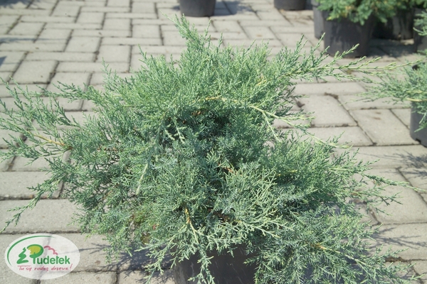 juniperus_pfitzeriana_pfitzeriana_glauca