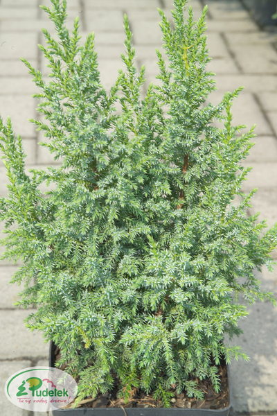 juniperus_pingii_loderi