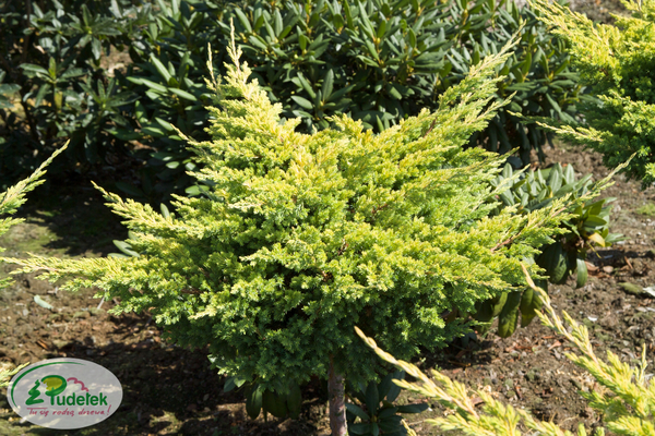 juniperus_procumbens_kishiogima