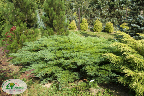 juniperus_sabina_rockery_gem