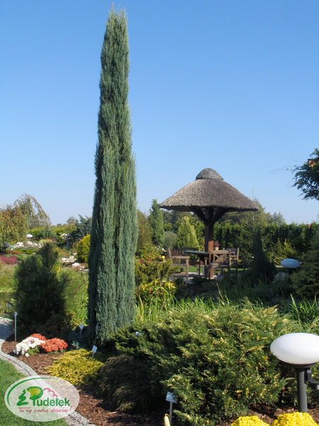 juniperus_scopulorum_blue_arrow