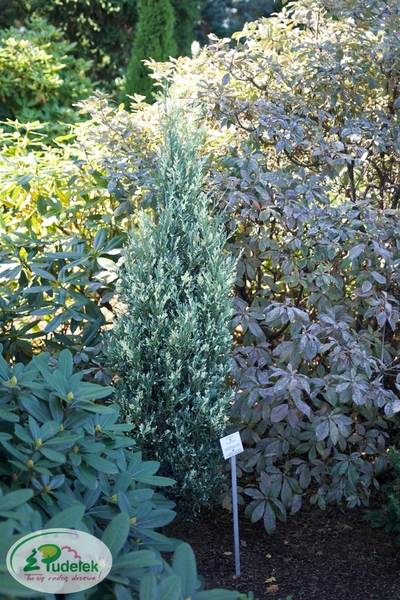 juniperus_scopulorum_moonglow_variegated