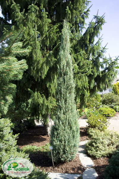juniperus_scopulorum_silver_star