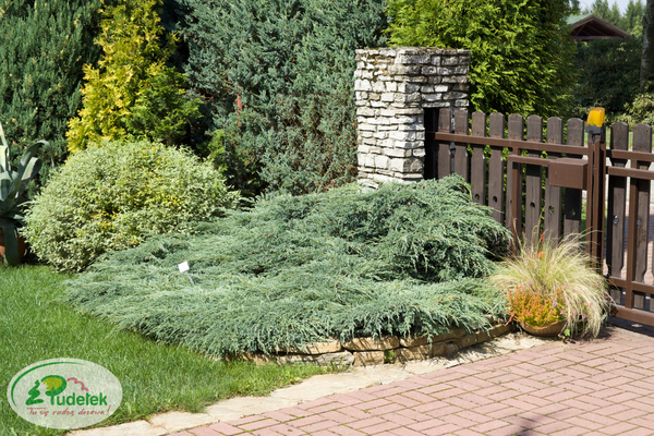 juniperus_squamata_blue_carpet