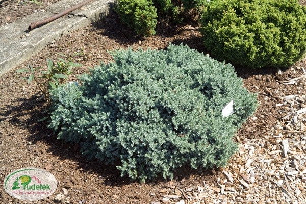 juniperus_squamata_blue_star