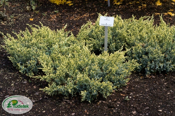 juniperus_squamata_dream_joy