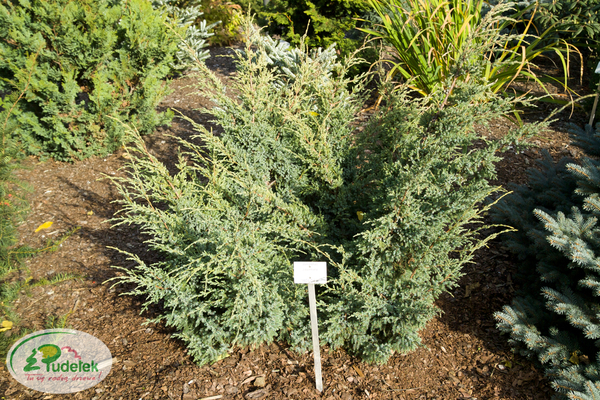 juniperus_squamata_holger