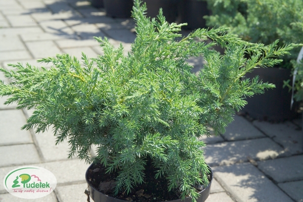 juniperus_squamata_hunnetorp