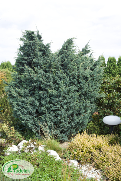 juniperus_squamata_meyeri