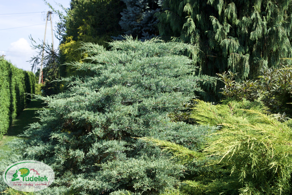 juniperus_virginiana_grey_owl