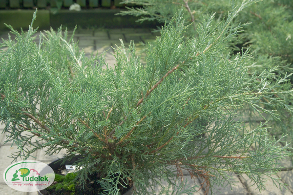 juniperus_virginiana_hetz