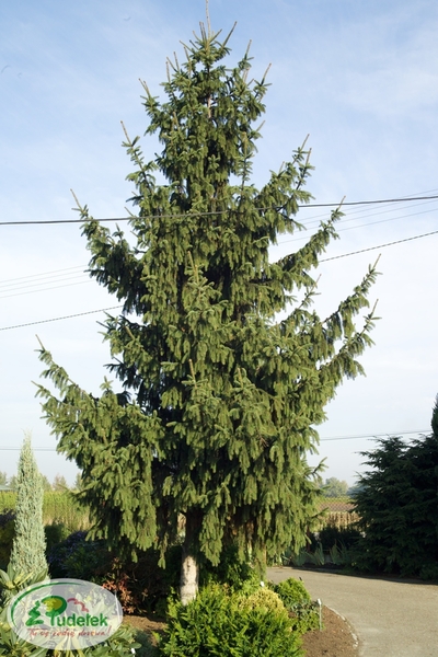 picea_abies_cincinnata