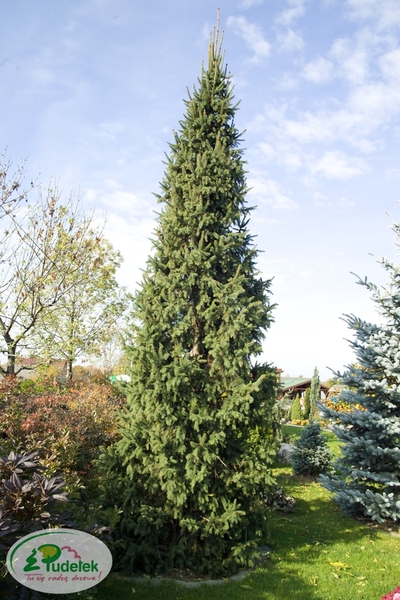 picea_abies_cupressina