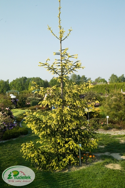 picea_abies_finedonensis