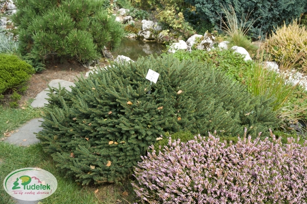 picea_abies_pumila_nigra