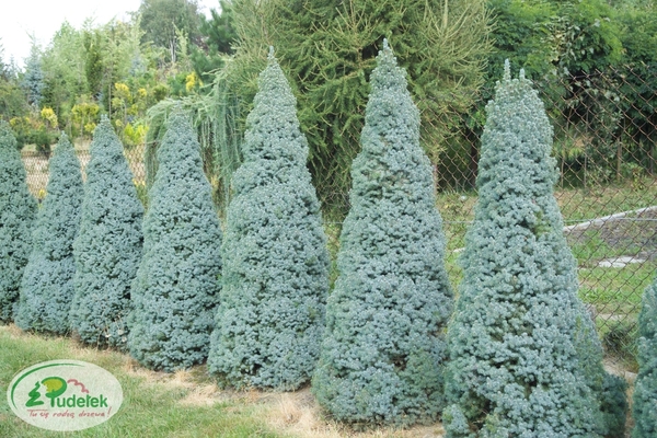 picea_glauca_blue_wonder