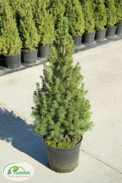 picea_glauca_conica