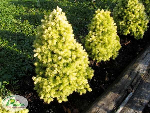 picea_glauca_daisys_white