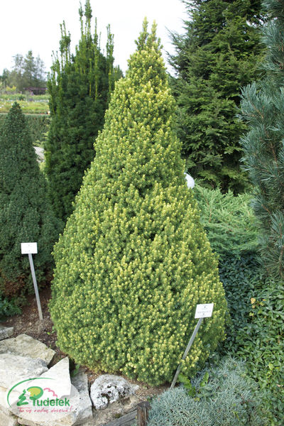 picea_glauca_rainbows_end