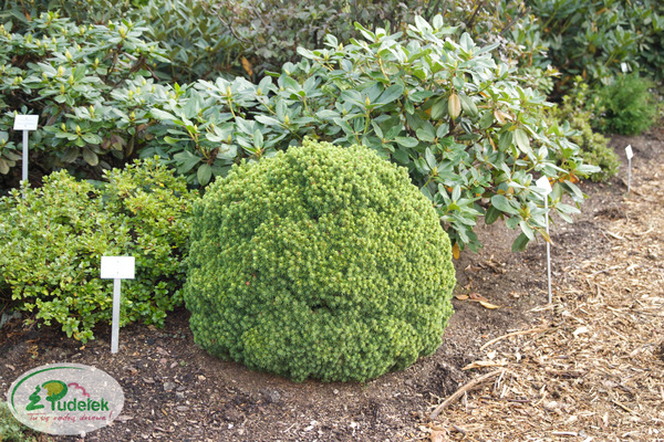 picea_glauca_witchbroom