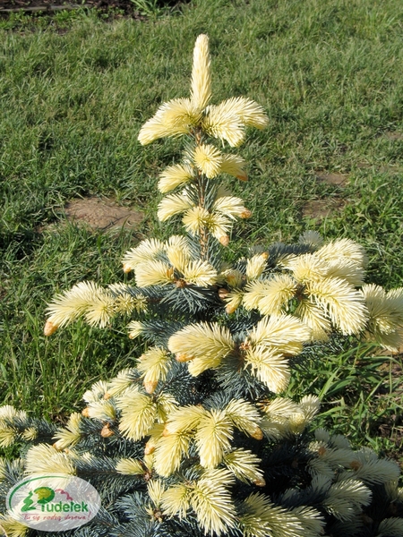 picea_pungens_bialobok